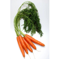 Семена моркови Болеро F1 АГРОФИРМА ПАРТНЕР 0,5 г (4600707501280) - Фото 3